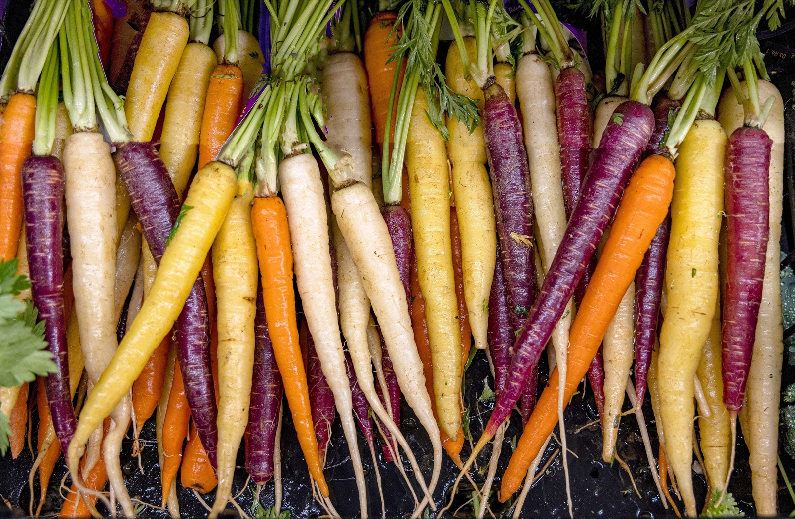 500 RAINBOW CARROT MIX White Red Yellow Purple Orange Daucus Carrota Seeds