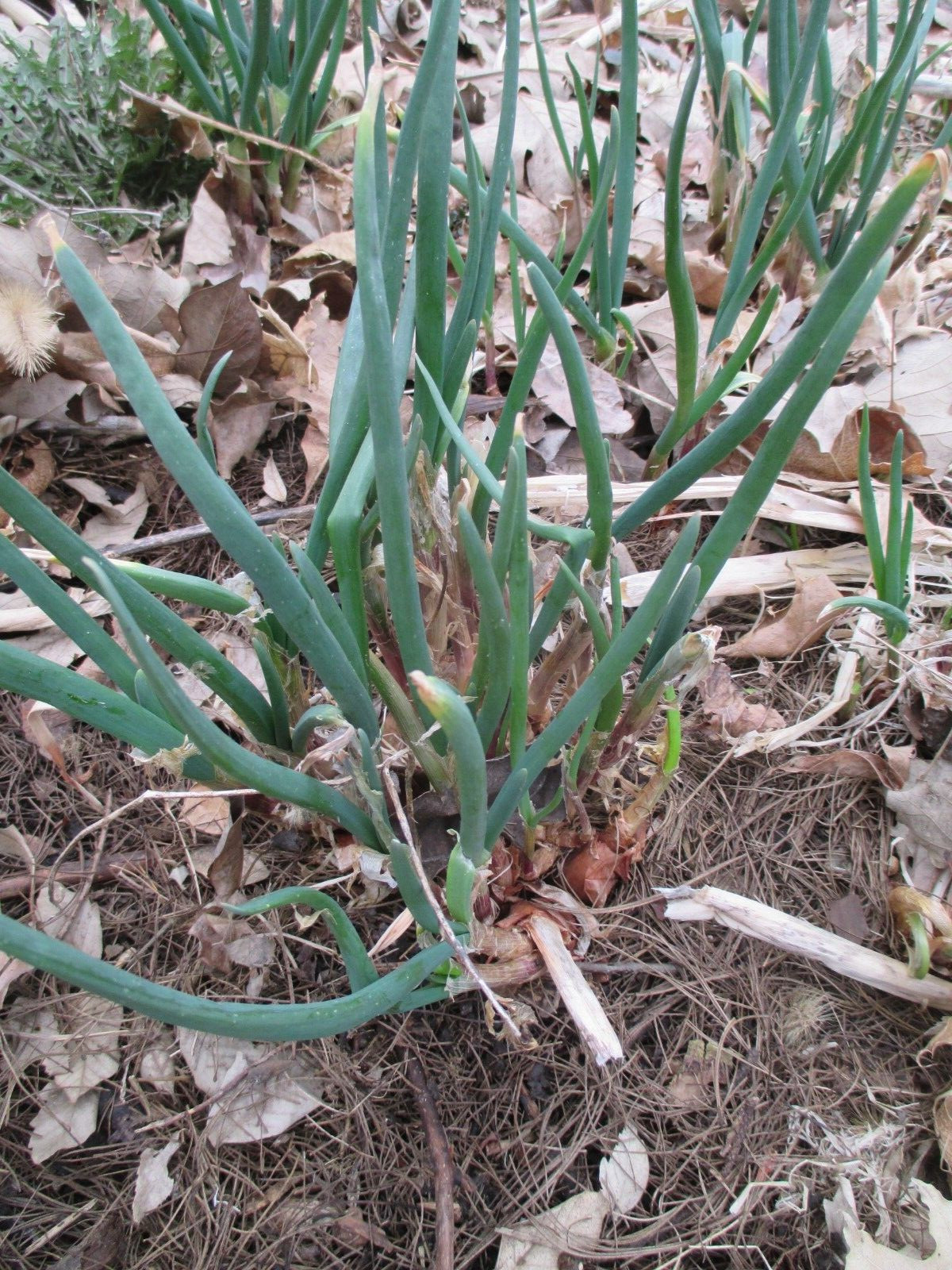 24 Egyptian Walking Onions live starter plants Vegetable Perennial Heirlooms
