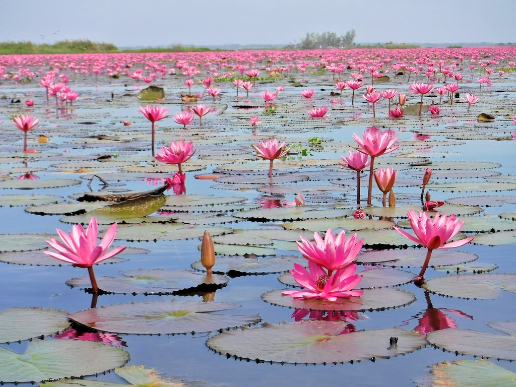 10 HAIRY WATER LILY SEEDS – Nymphaea pubescens