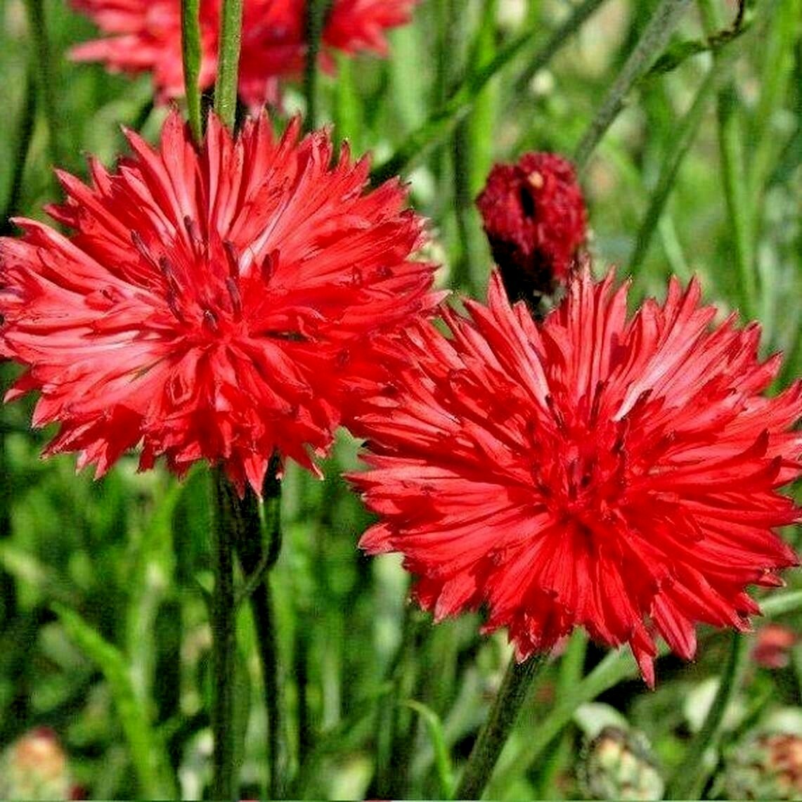 501+CORNFLOWER BACHELOR BUTTON Mixed Seeds Cut Dried Flowers Garden Container