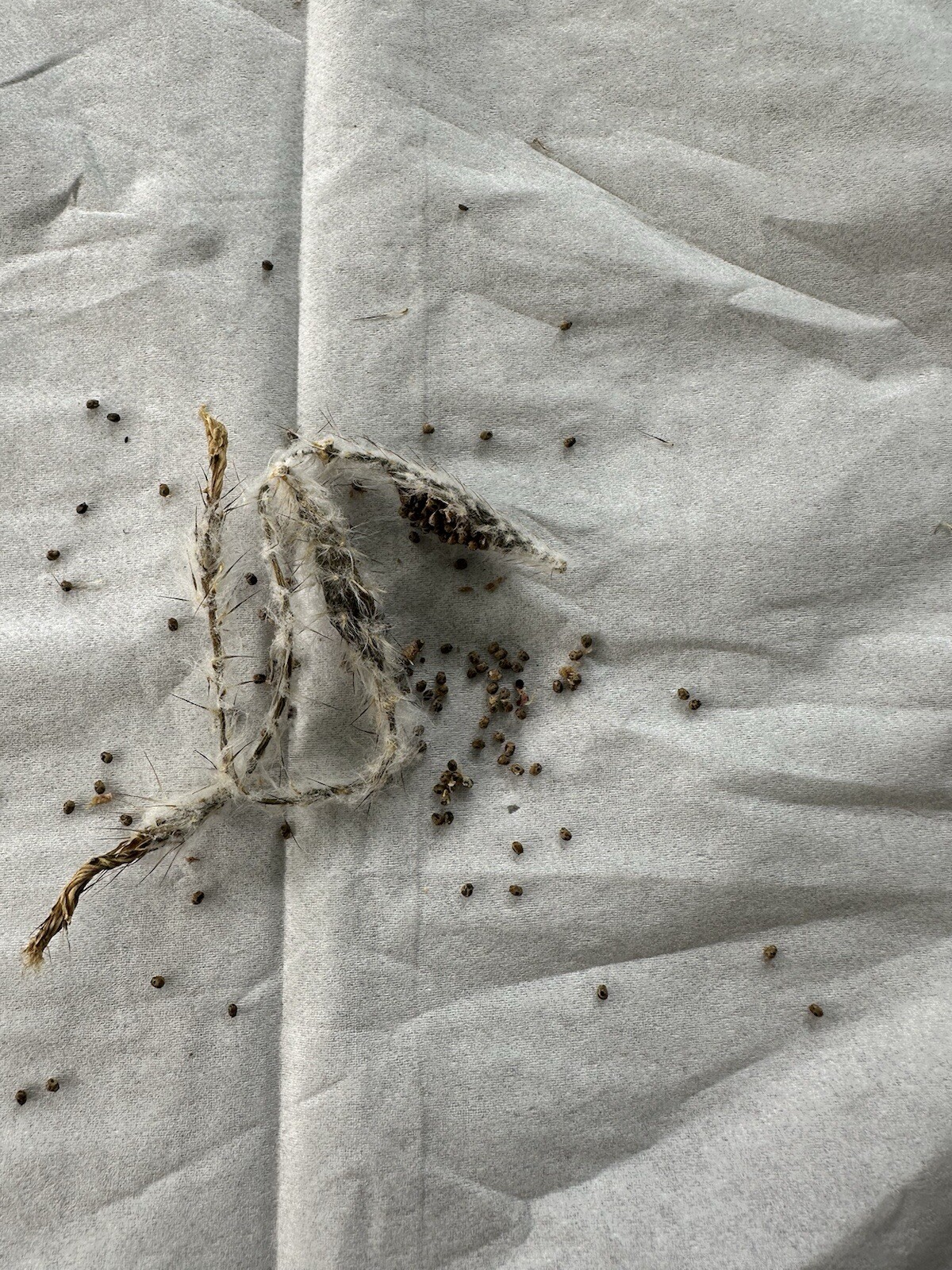 30x Setiechinopsis Mirabilis Cactus Seeds 2025у