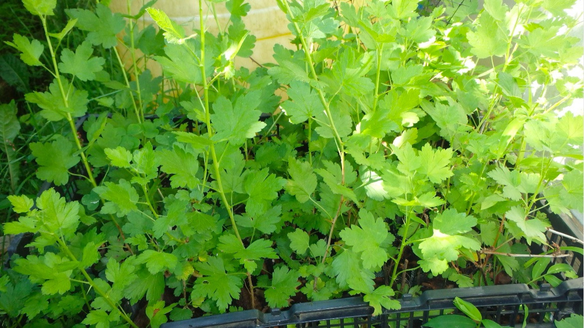 Pixwell Gooseberry, (Ribes Pixwell) well rooted starter plant 8-12 inches tall