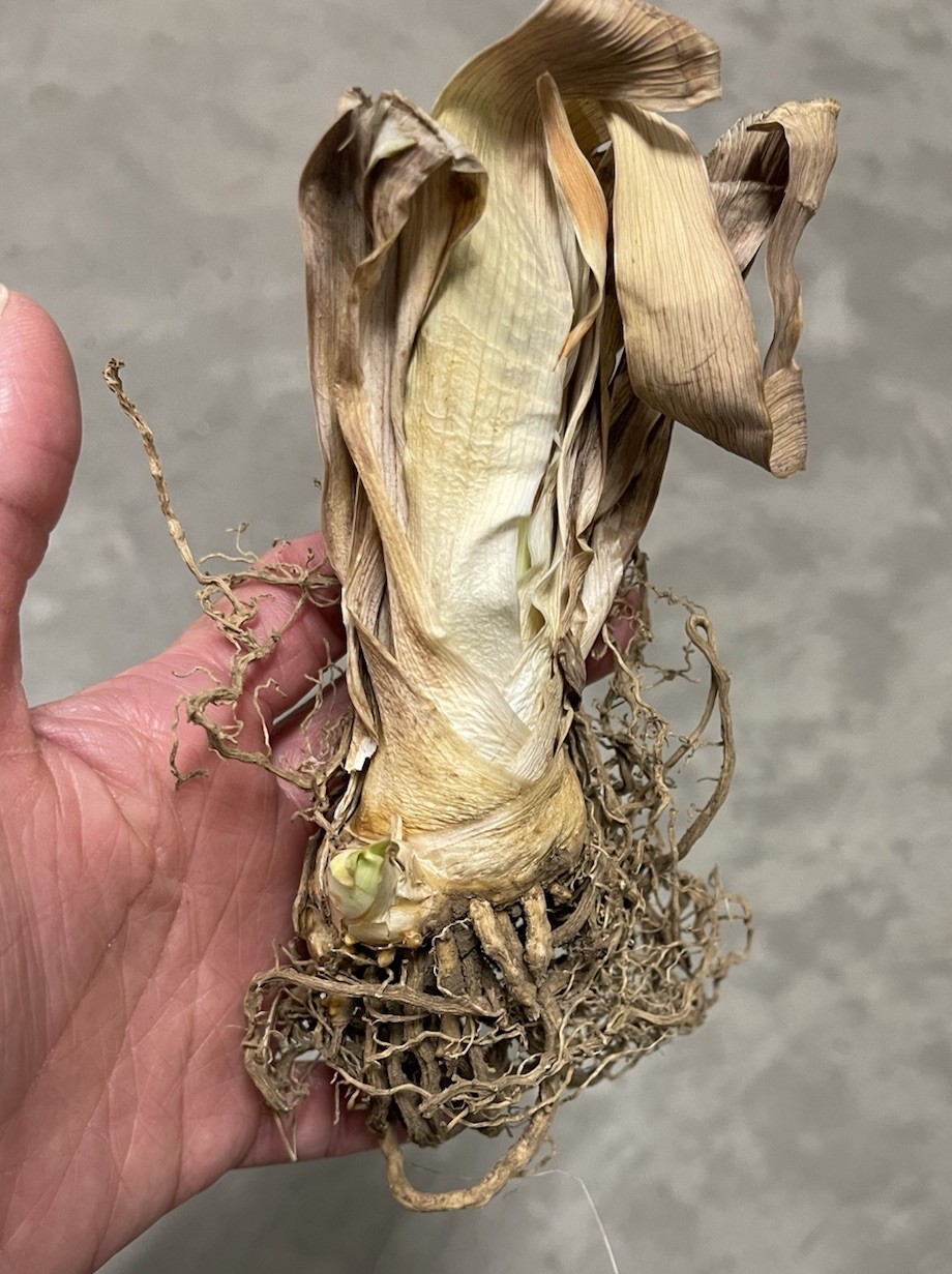 1 RHIZOME Bearded Iris Dangerous Mood | Spring Planting Flower