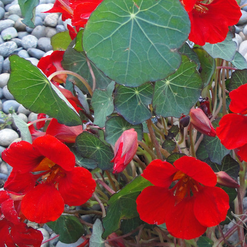 Empress Of India Nasturtium Seeds | Non-GMO | Free Shipping | Seed Store | 1199