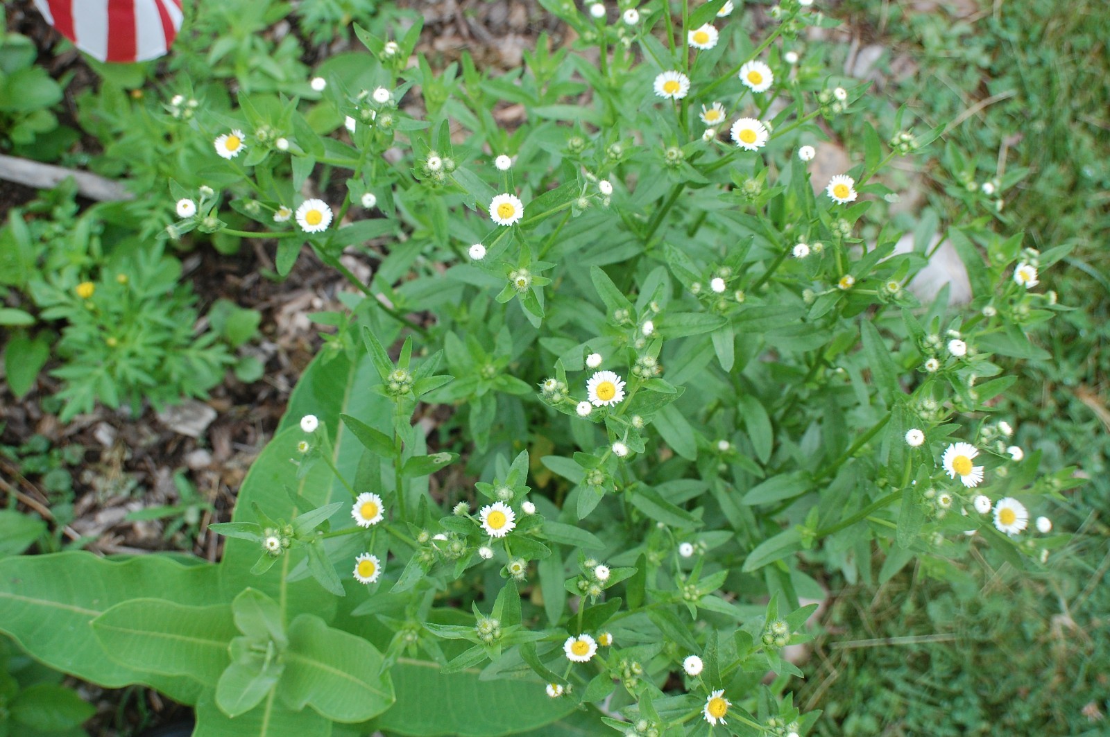 1/4 TSP + ANNUAL FLEABANE DAISY SEEDS/Erigeron annuus/NATIVE US