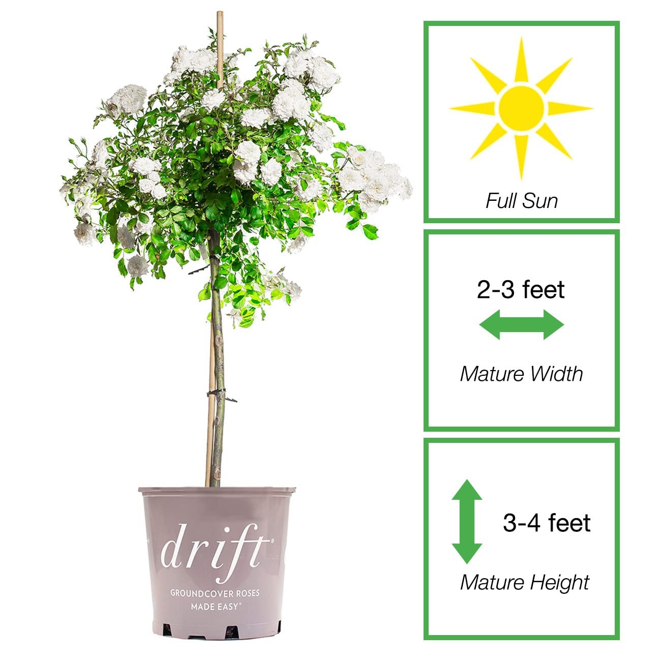White Drift Rose Tree 3-4 Feet | Live Trees Outdoor Planting | Reblooming Flo…