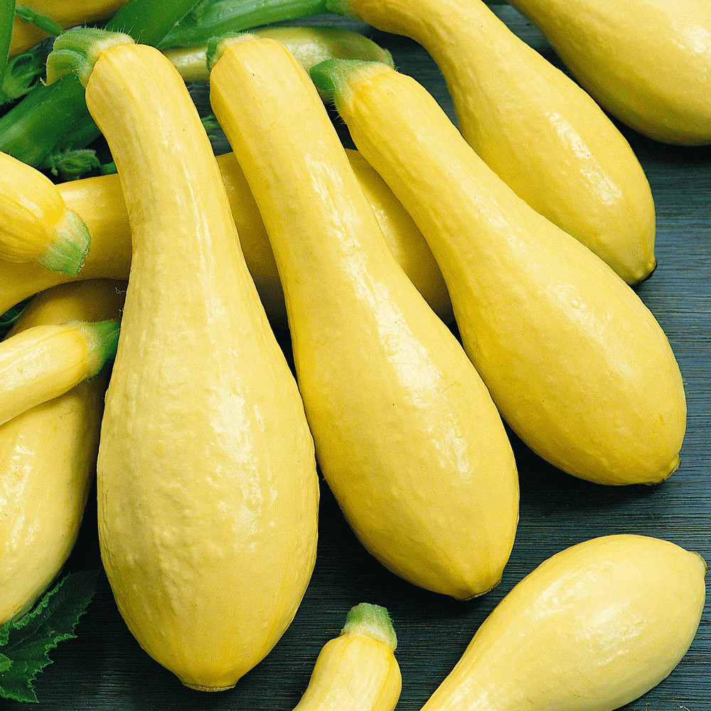 Straightneck Squash Seeds 30 Ct Early Prolific Summer Squash Yellow Vegetable