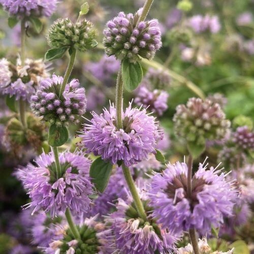 Pennyroyal (Mentha Pulegium) SEEDS