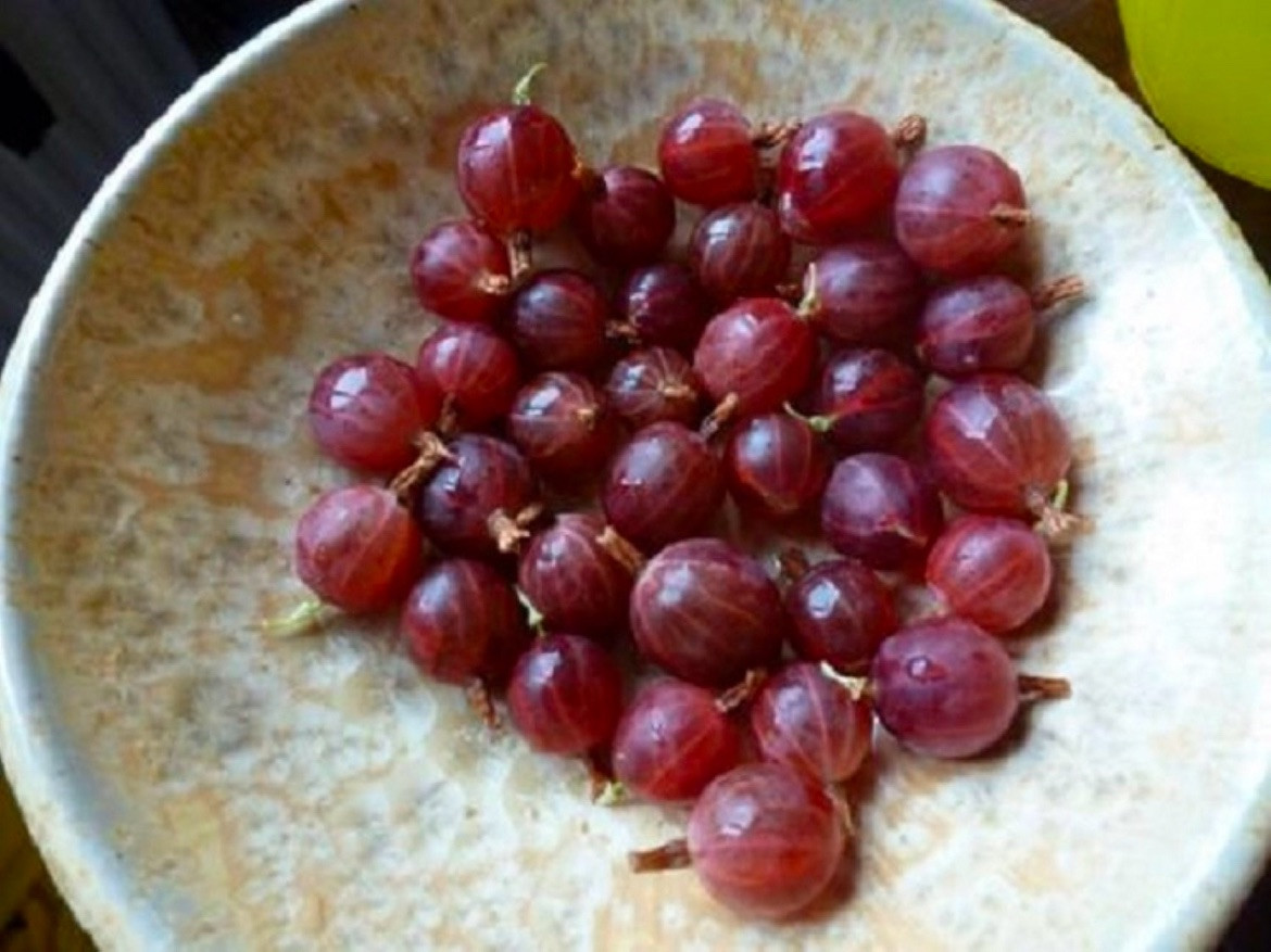 Pixwell Gooseberry, (Ribes Pixwell) well rooted starter plant 8-12 inches tall