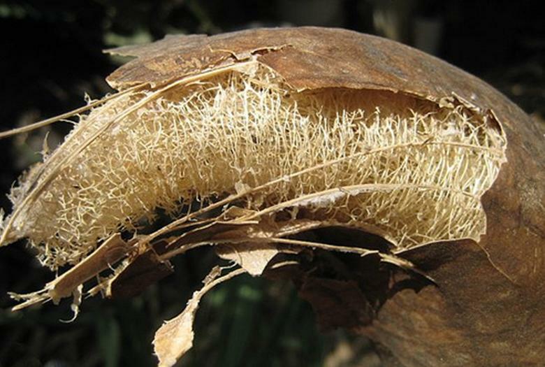 Luffa Smooth Sponge Gourd Seeds HEIRLOOM-NON-GMO, 20 Fresh Seeds for Your Garden
