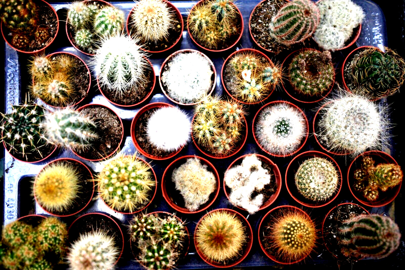 100 CACTUS SEED MIX CACTI HARDY RARE EXOTIC FLOWERING🌵 | SUCCULENTS ORGANIC US