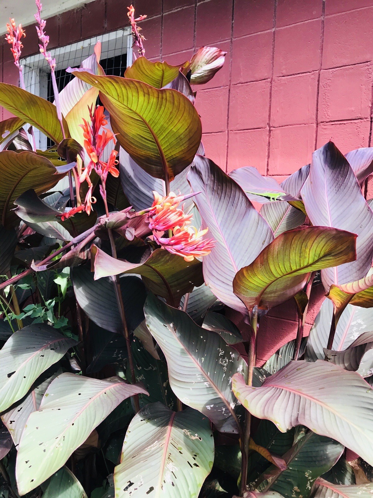 3 Canna Lily Bulbs Red Flowers Tall Plants Purple Bronze Leaf Large Rhizomes