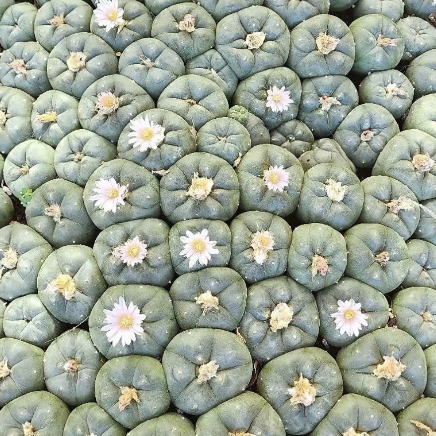 RARE SEEDS (10pk) L0ph…v. “STARR COUNTY” x10 (Ten) Cactus US SELLER