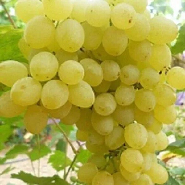 KISHMISH ZOLOTSE Grape Vine – 3 cuttings , no roots- imported