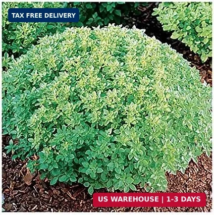 1000 Mixed Herb Seeds Heirloom Non GMO 12 Varieties This is a Mix, Thyme Oregano