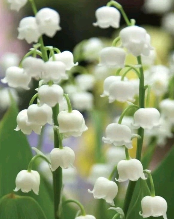 5 LILY OF THE VALLEY~CONVALLARIA MAJALIS~LIVE PLANTS~ROOTED PIPS~FRAGRANT!!