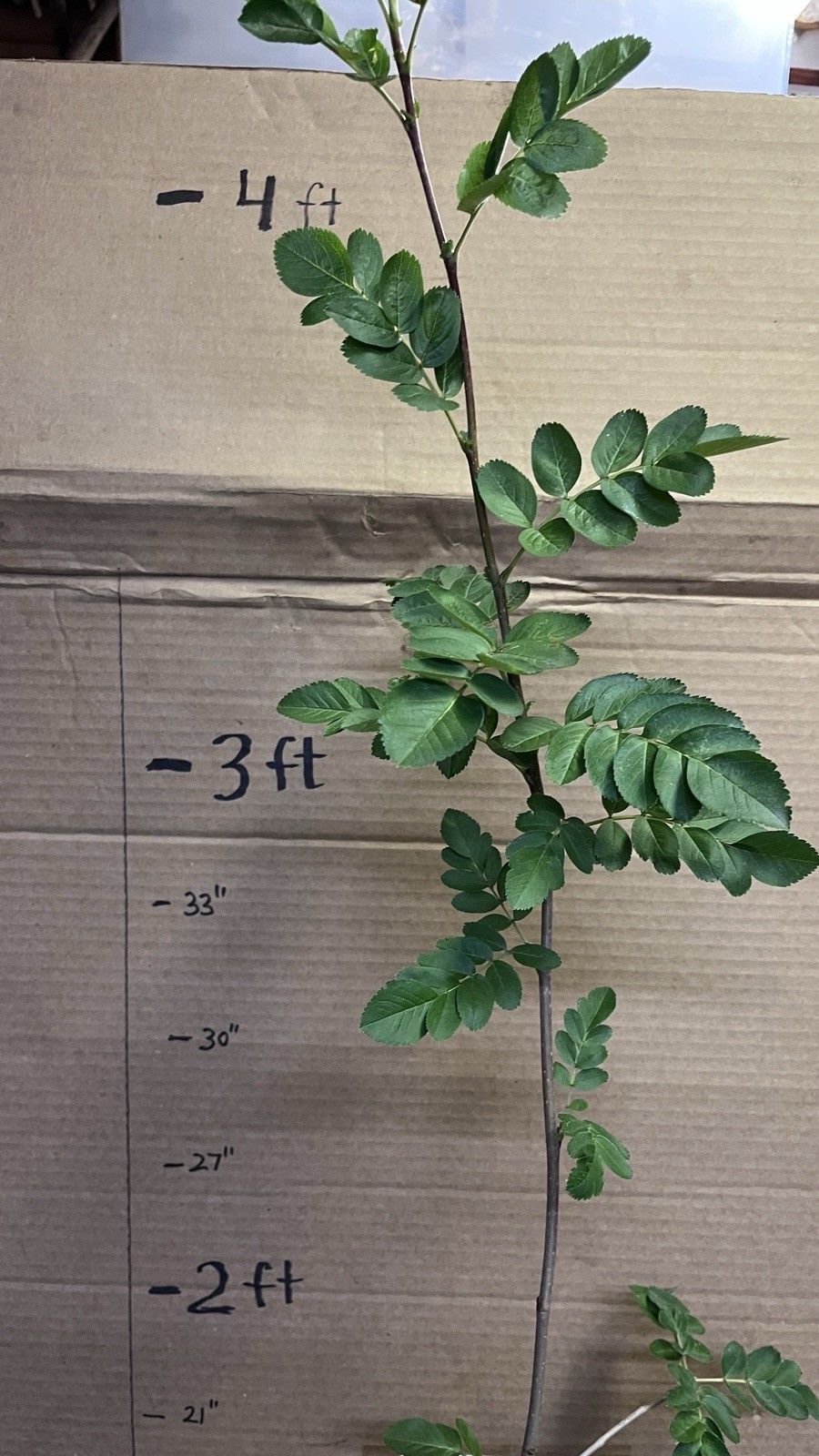 3-4 Ft Tall Ivan’s Belle (Granatnaya) Grafted Mountain Ash Hybrid