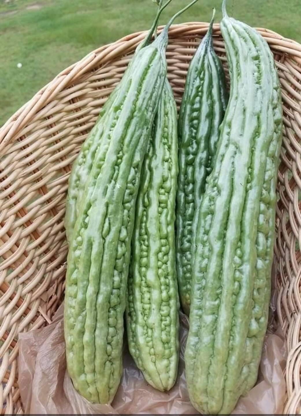20+ Philippine Long Ampalaya- Organic Heirloom Bittergourd, Bittermelon Seeds