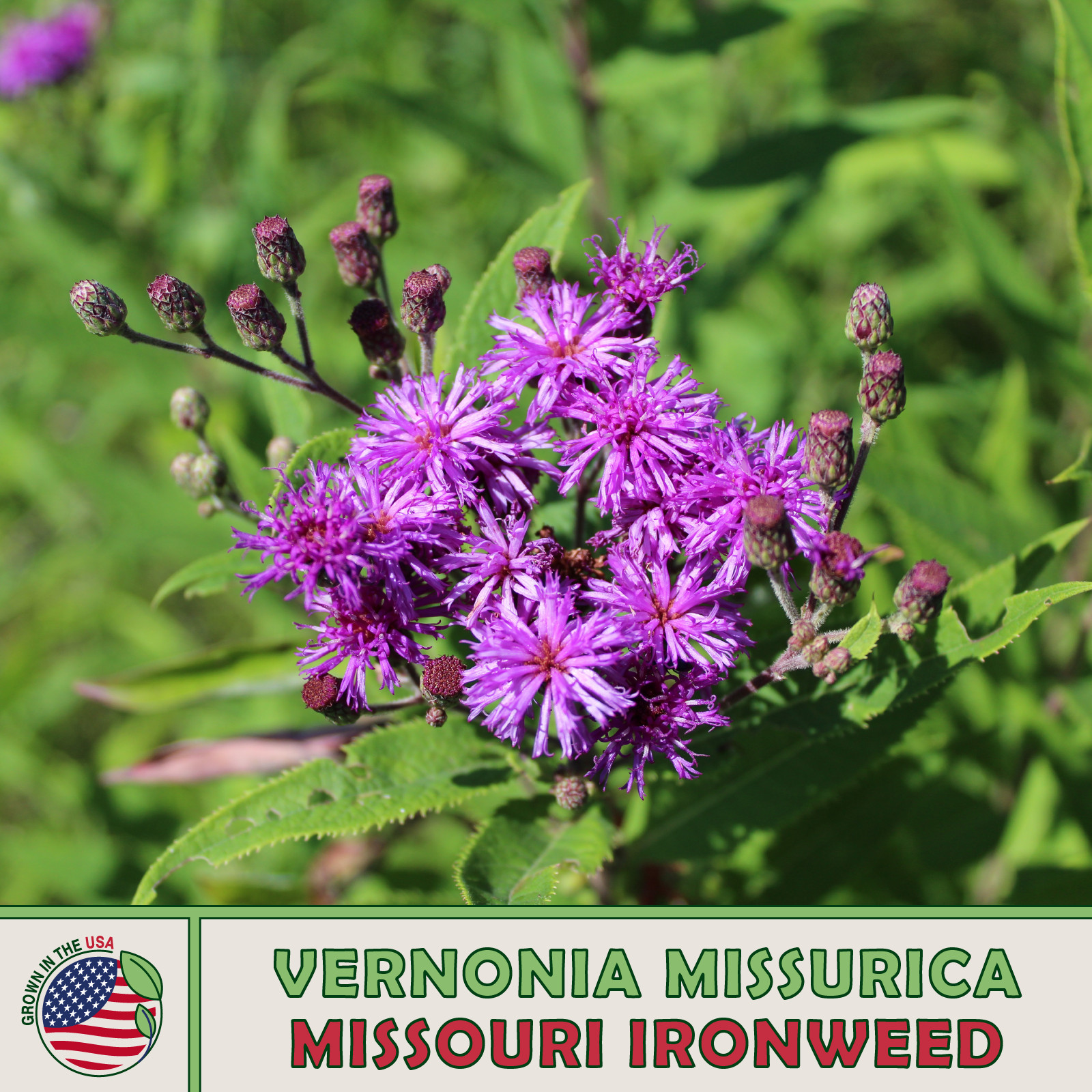 200 Missouri Ironweed Seeds, Vernonia missurica, Bee & Butterfly Attractor