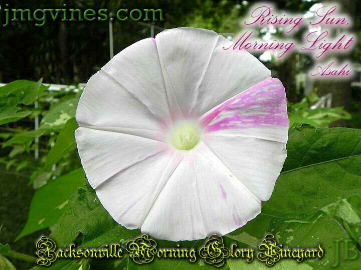 Rising Sun, Morning Light / Asahi Japanese Morning Glory 6 Seeds