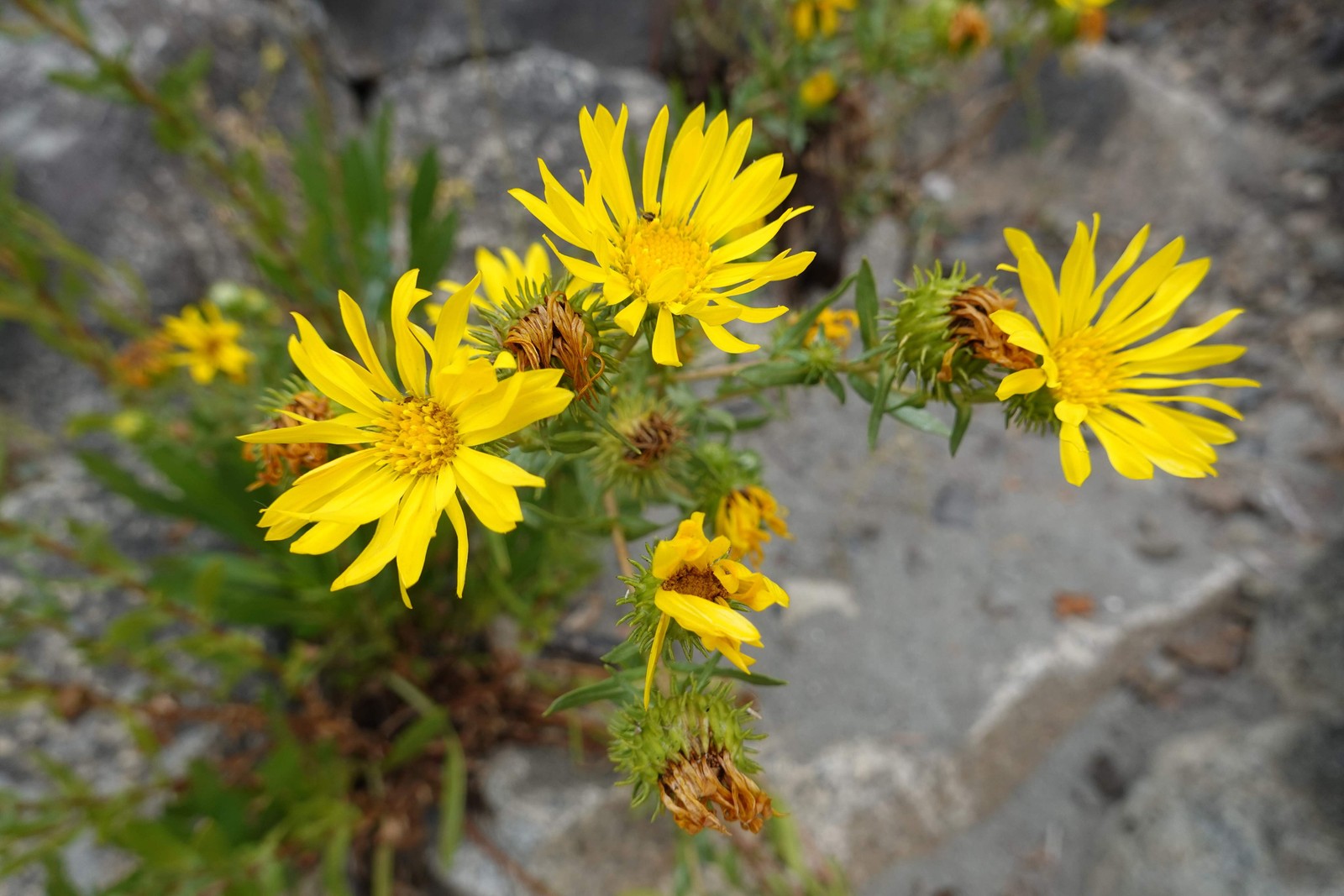 Gumweed, Puget Sound (Grindelia integrifolia)