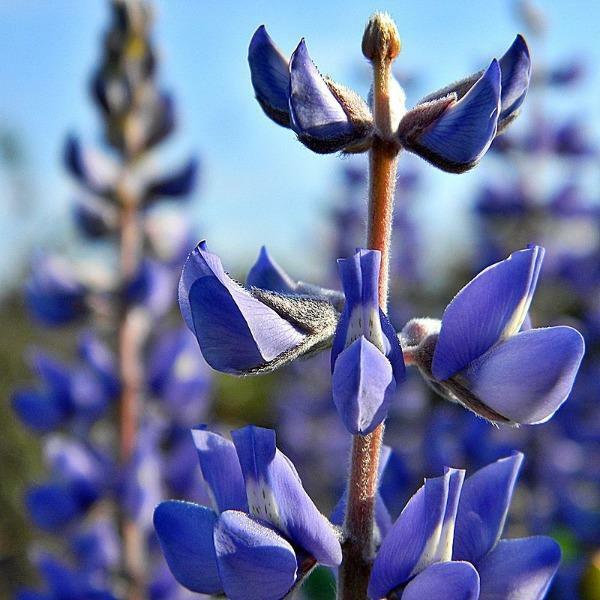 Lupinus nanus | Sky Lupine | Ocean Blue or Dwarf Lupine | 25 Seeds