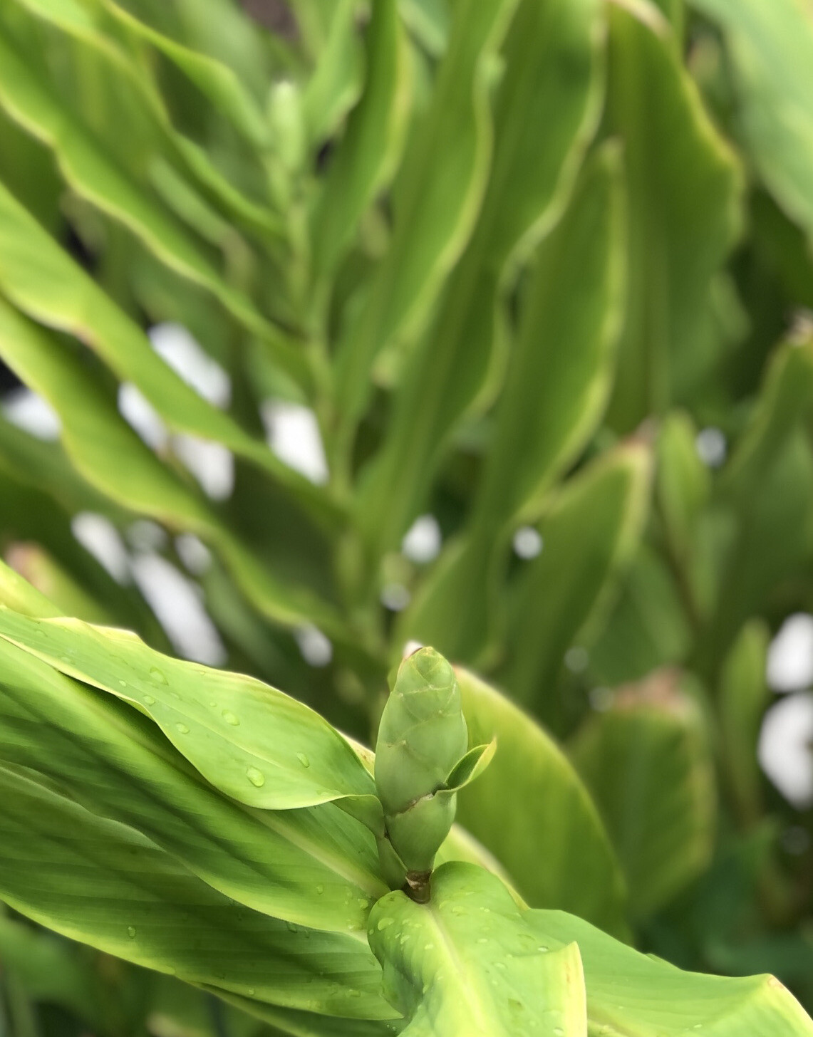 White Butterfly Ginger Rhizome Bulbs Fresh Tubers (2) Hawaiian Tropical