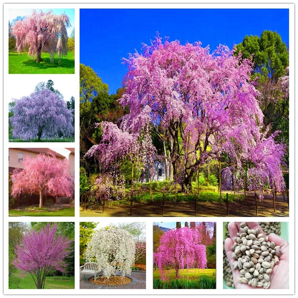 (10) WEEPING SAKURA CHERRY TREE SEEDS rare exotic flower USA SELLER W/TRACK