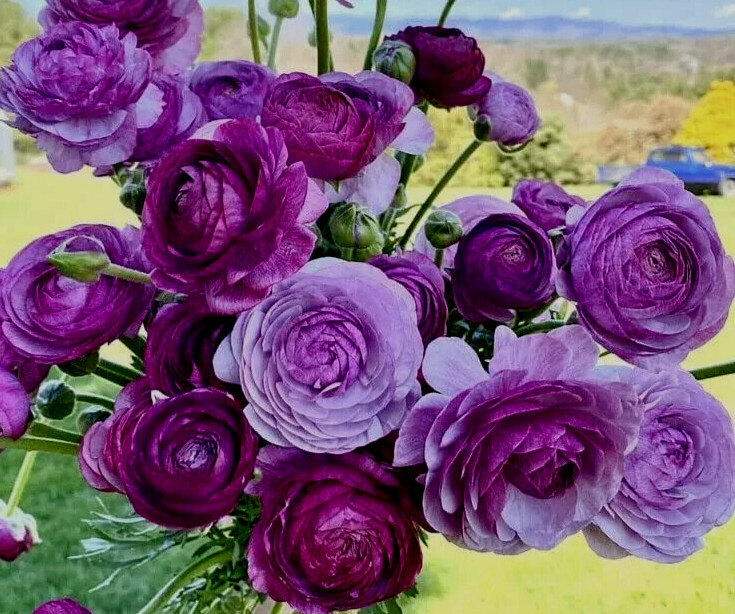 Purple Ranunculus 10 Bulbs Quality Peony Rose Wedding Flowers Bouquet Planting
