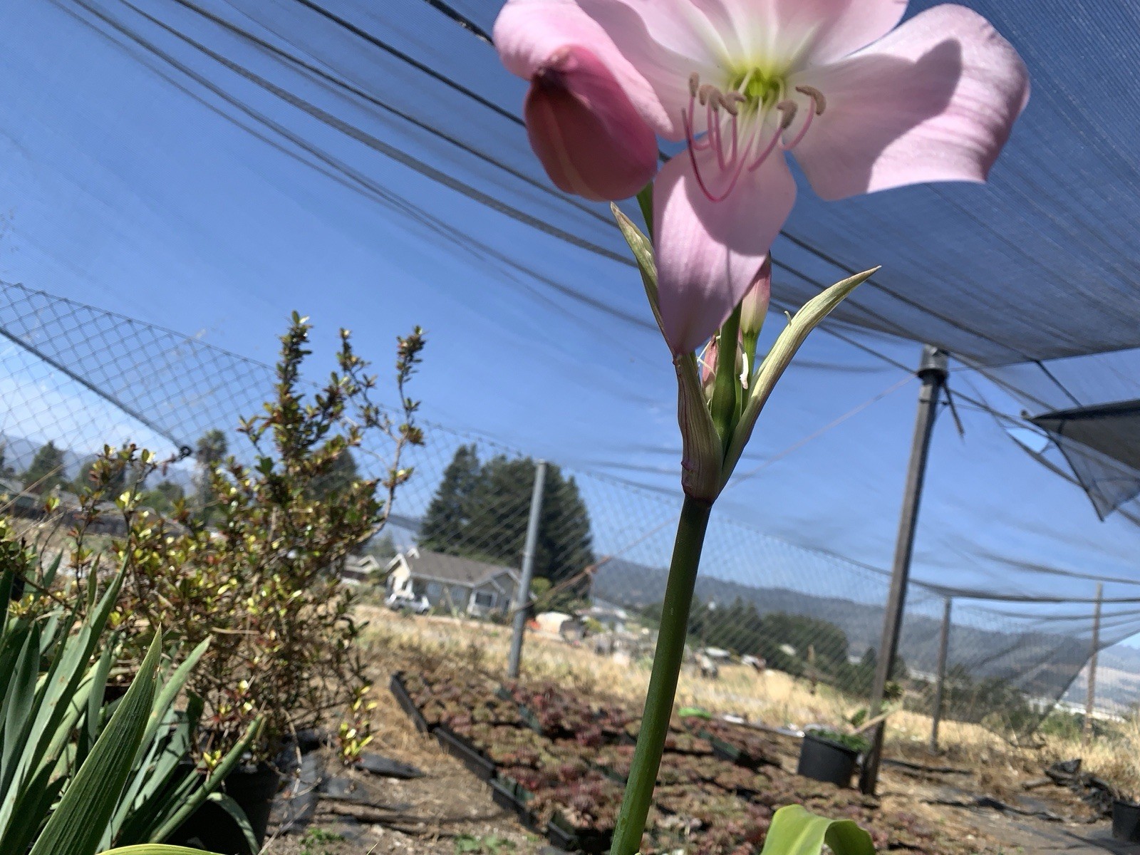 Crinum x Powellii Pink California Lily 1 Jumbo 4-5” Blooming Age Bulb Fragrant