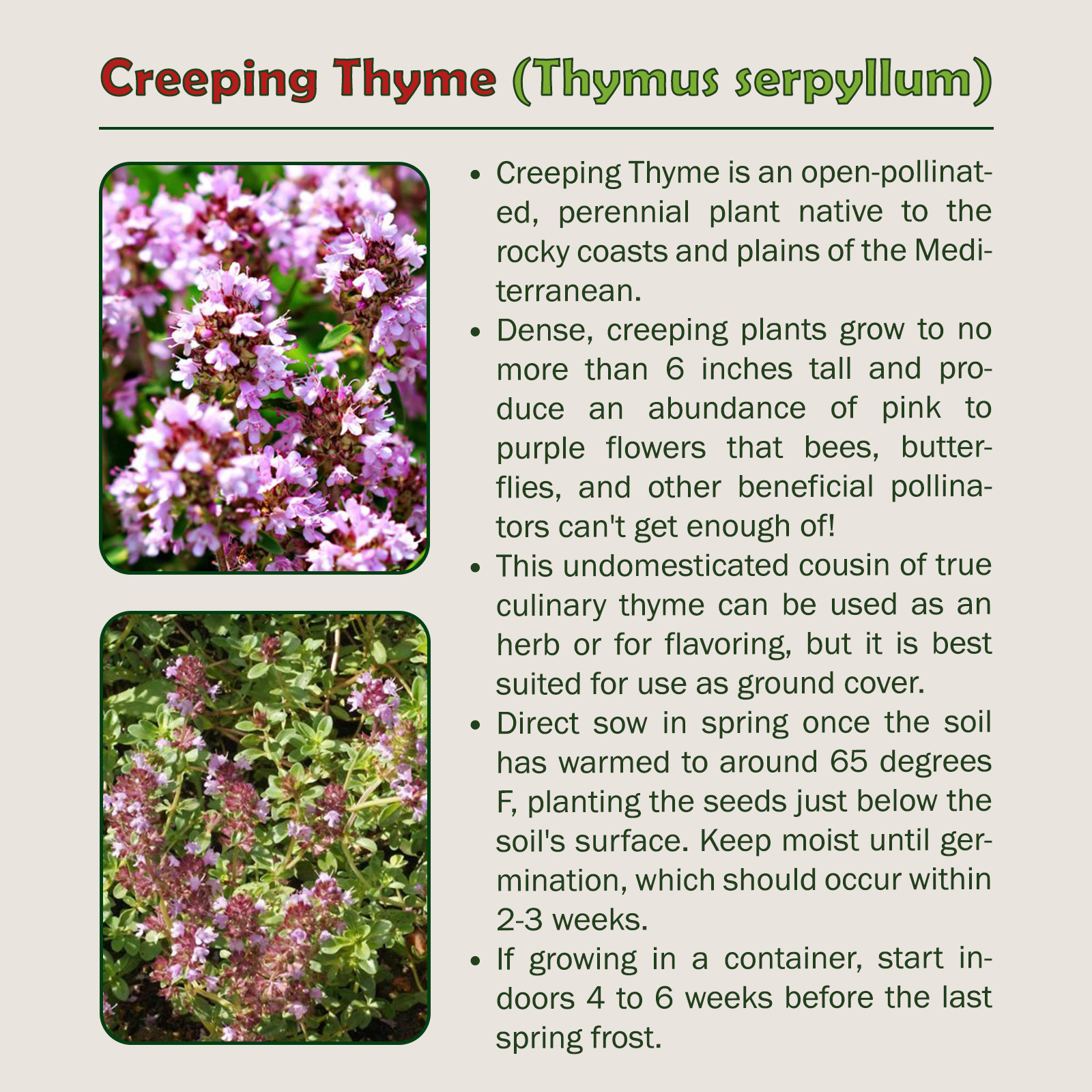 350 Creeping Thyme Seeds, Thymus serpyllum, Ground Cover, Herb, Genuine USA