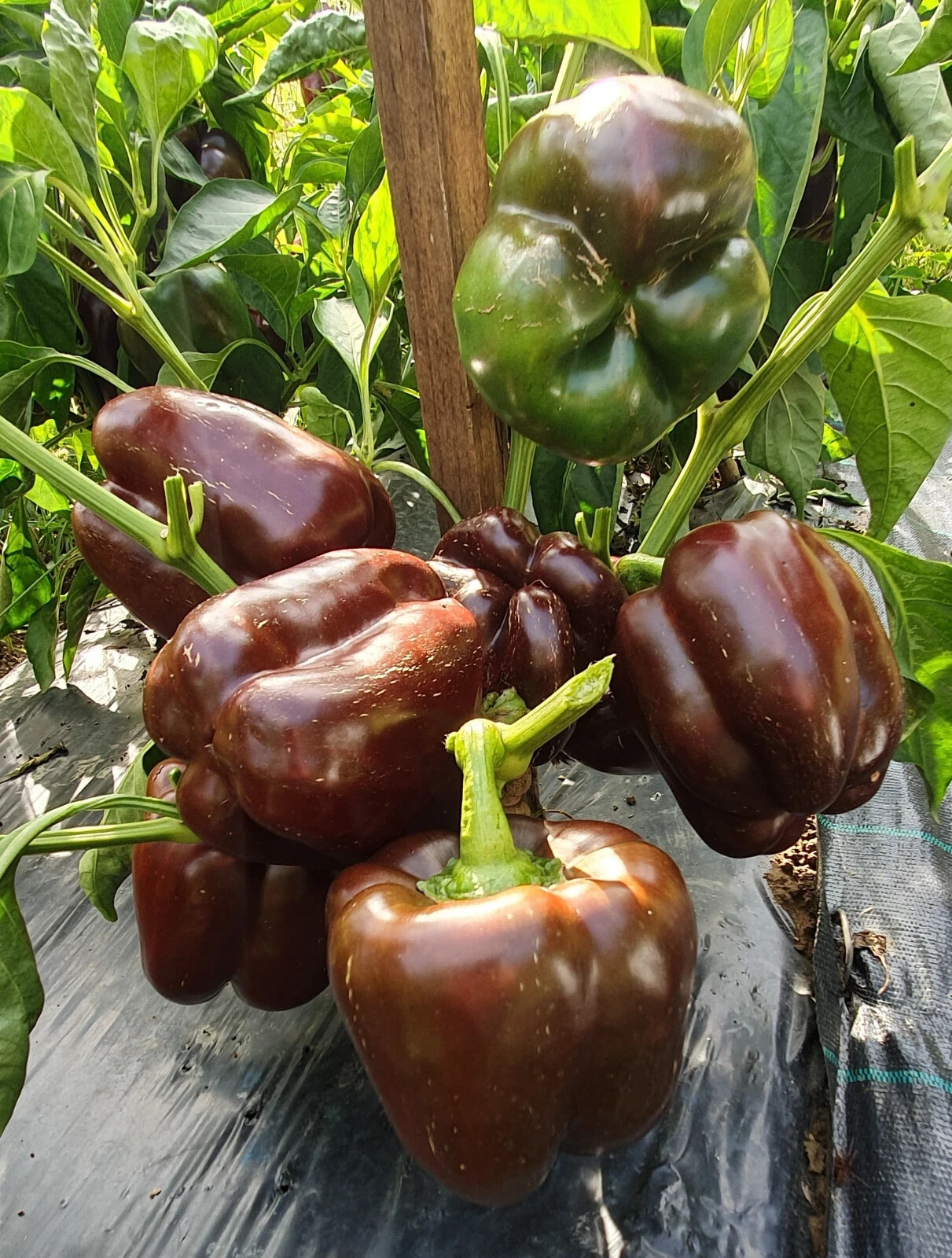 25 CHOCOLATE BEAUTY PEPPER SEEDS ~ heirloomseedguy ~ 2026 ~ NON-GMO