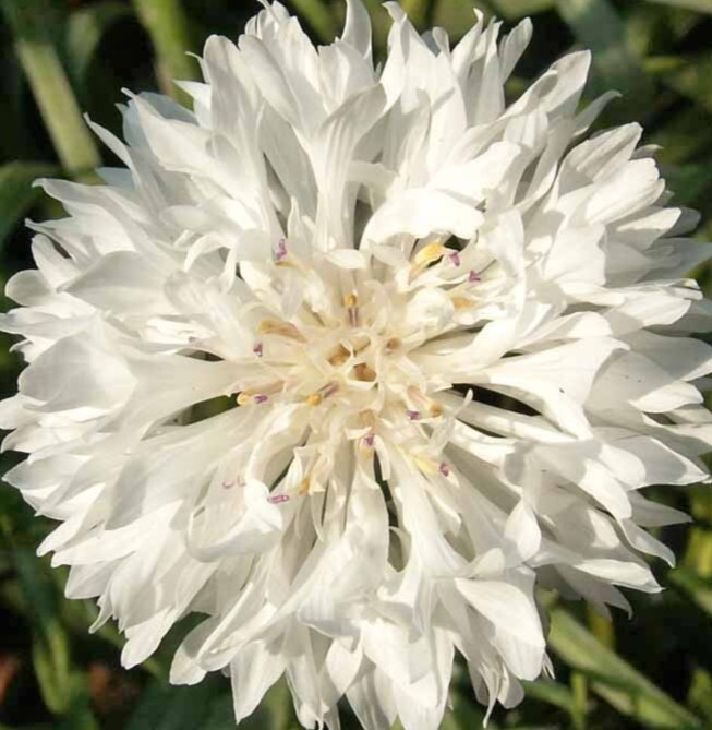 WHITE BACHELOR BUTTON SEEDS 400+ TALL CORNFLOWER flower GARDEN Centaurea Cyanus