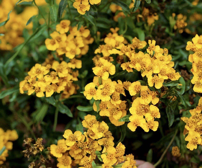 50+ Tarragon Seeds (Tagetes lucida) – Mexican Mint Medicinal Herb Spice & Flower
