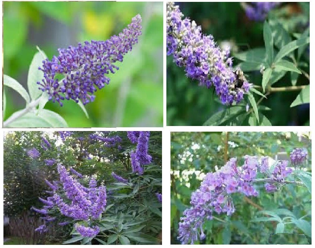 500 + Seeds of Lavender Purple Butterfly Budhelia Bush Perennial USA Seller