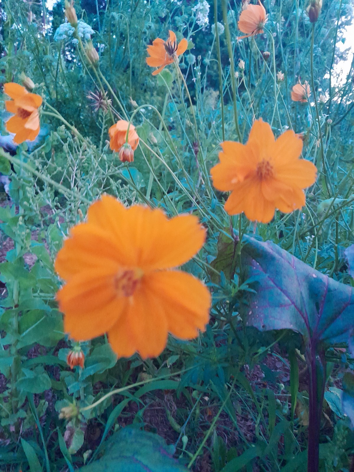 25+ ORANGE COSMOS SEEDS ORGANIC ATTRACTS POLLINATORS BEAUTIFUL