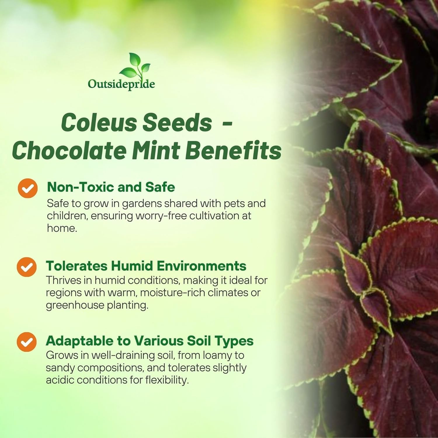 10 Seeds Coleus Flower Seed – Coleus Chocolate Mint Seeds