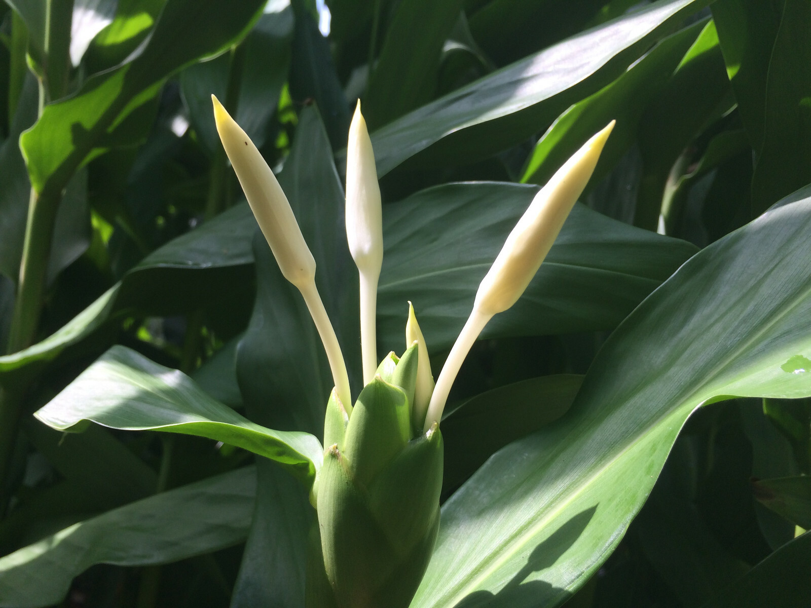 White Ginger (Hedychium coronarium) Fragrant, Beautiful, Hardy, Easy BIG BULBS +