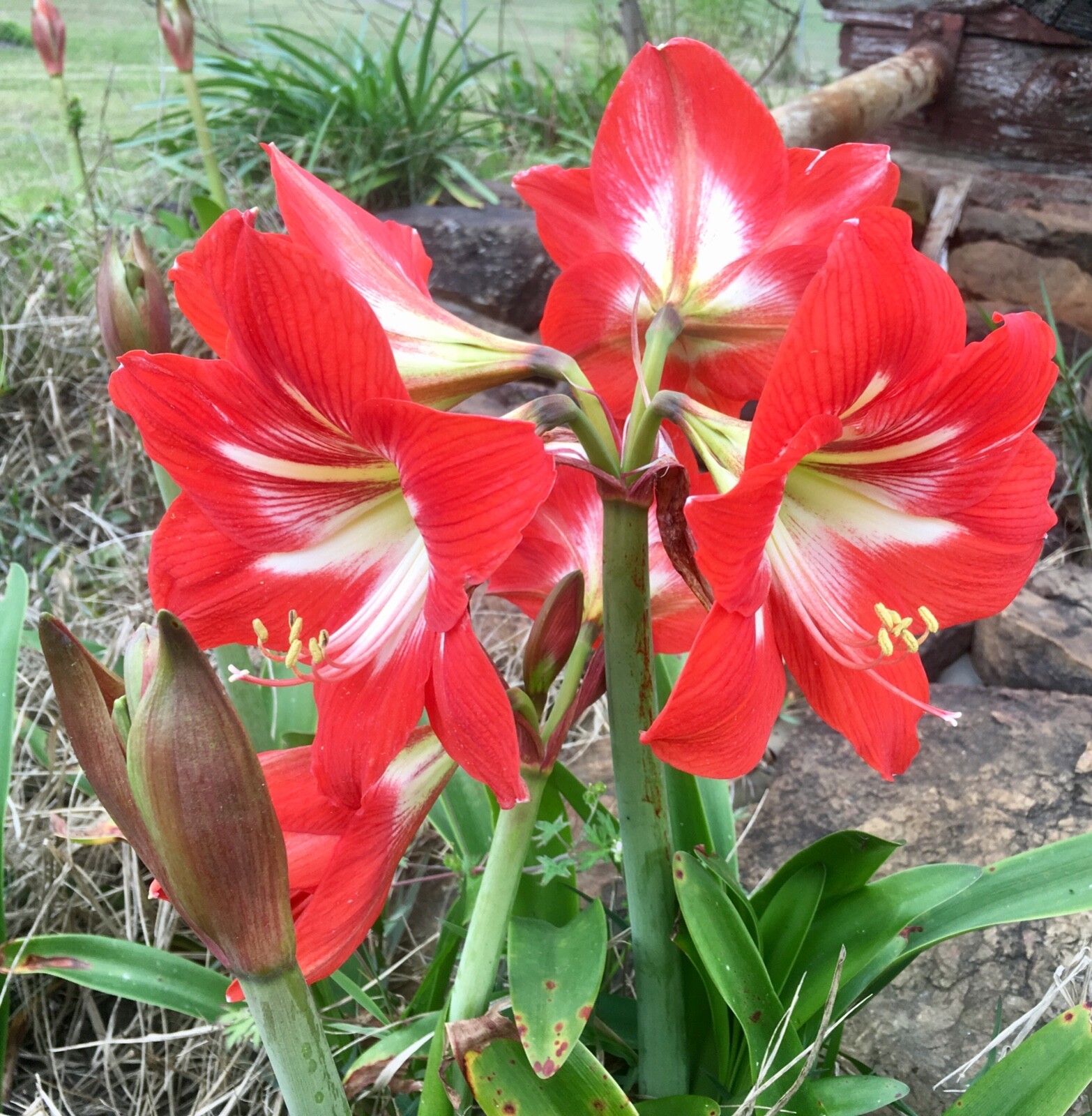 4 bulbs – Hardy Amaryllis, Hippeastrum x johnsonii, St. Joseph’s Lily, TX Grown