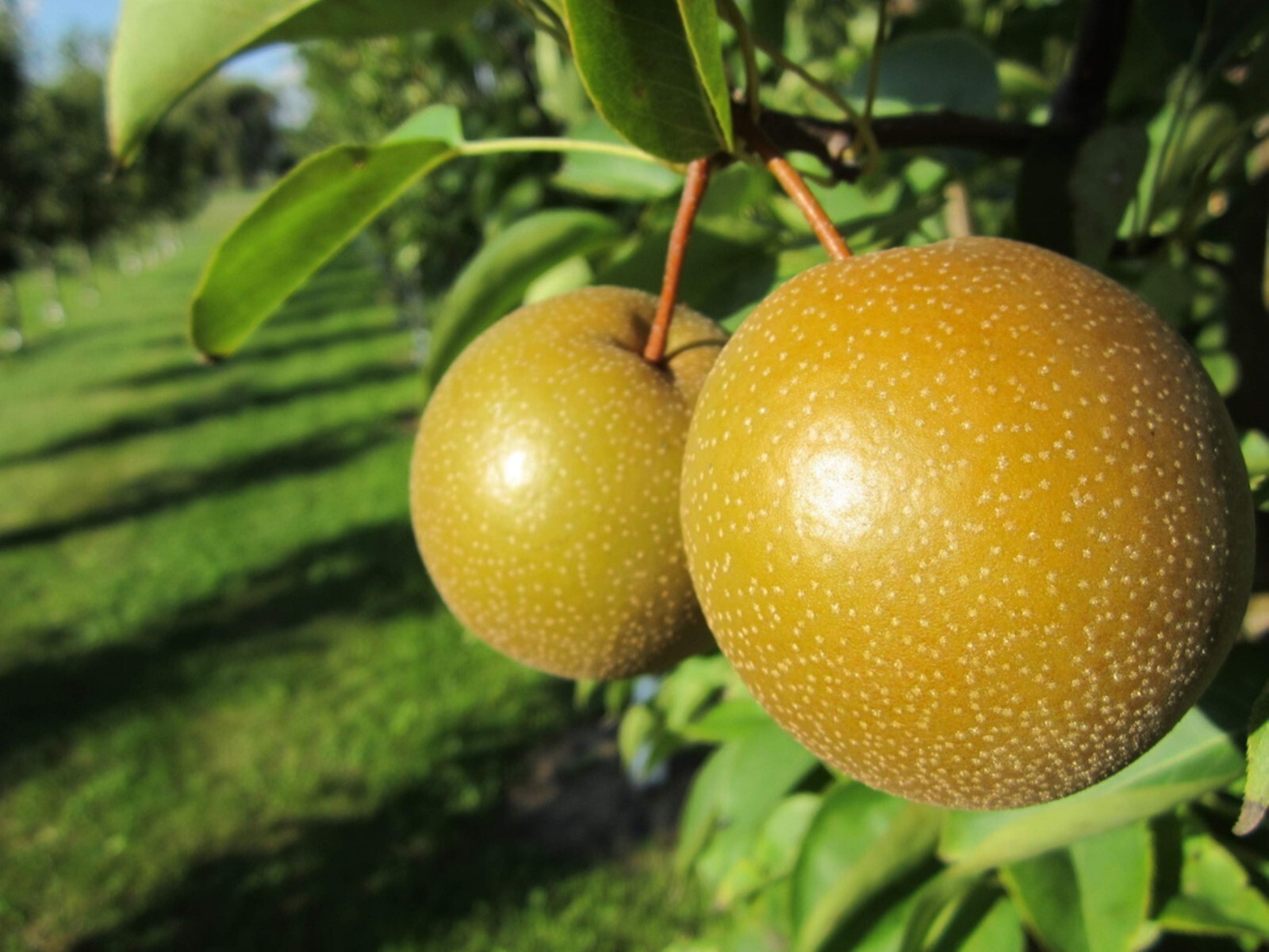 4-5 ft tall Korean Giant Asian Pear Tree, grafted plant, bare root