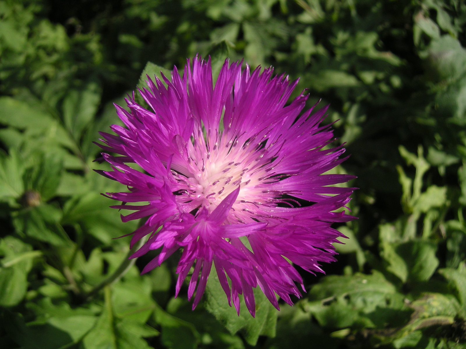 500 CENTAUREA DEALBATA Seeds (Persian Cornflower) | NON-GMO | Free shipping