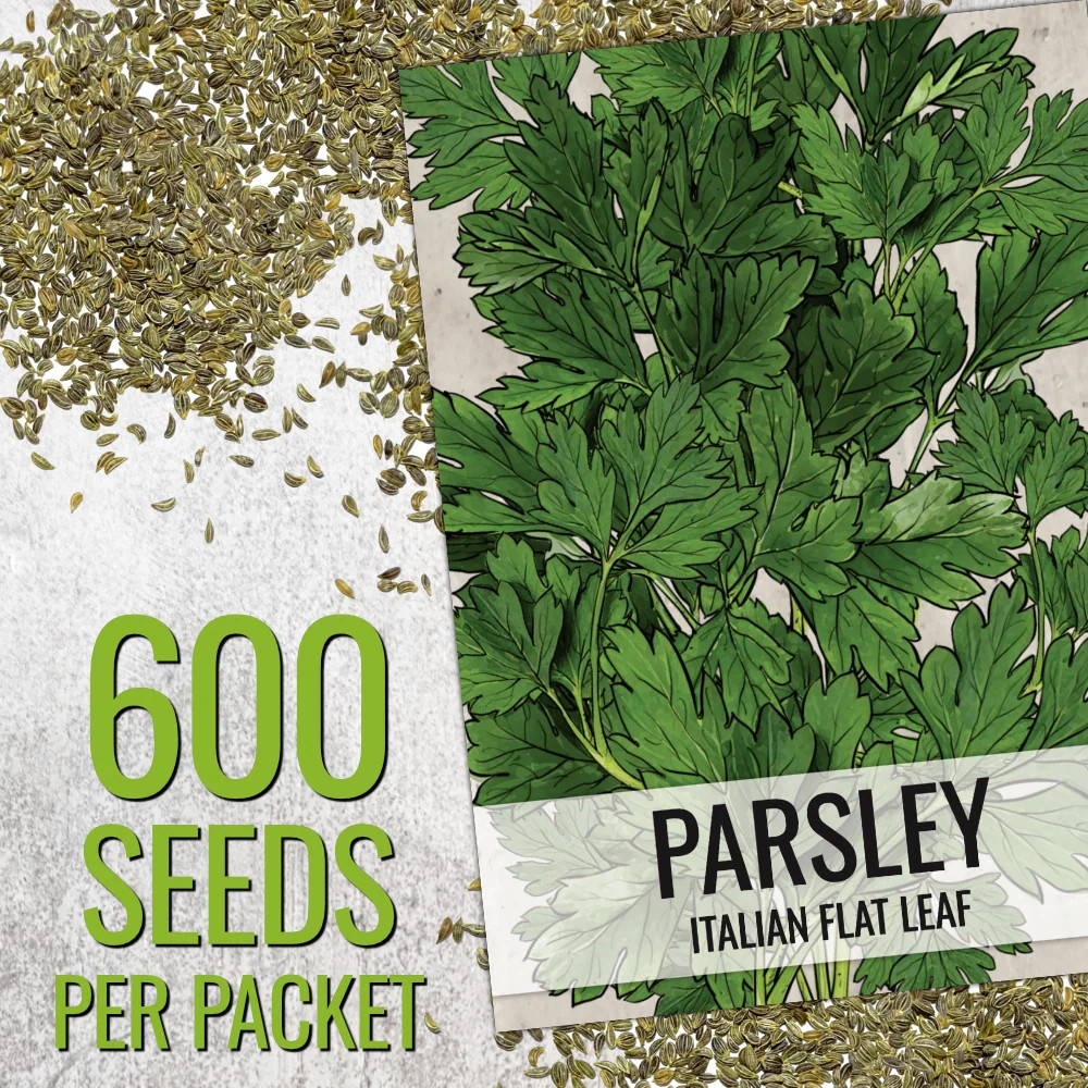 Italian Flat Leaf Parsley Seeds For Planting (Petroselinum crispum)