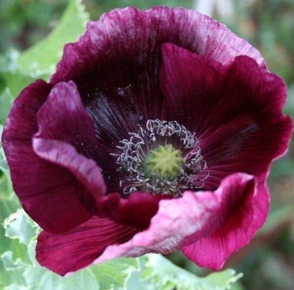 2,500 Authentic Heirloom Lauren’s Grape Non-GMO Papavaer Somniferum Poppy Seeds