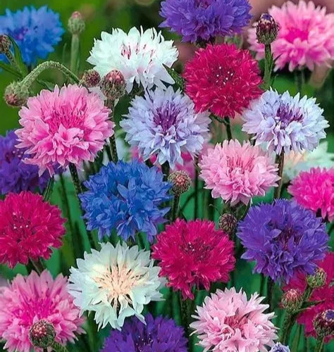 BACHELOR BUTTON SEEDS MIX 400+ “POLKA DOT” CORNFLOWER flower GARDEN FREE SHIP