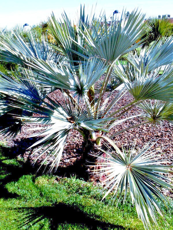 100 Mexican Blue Hesper Fan Palm Tree Seeds Grey Goddess Tropical Cold Hardy!