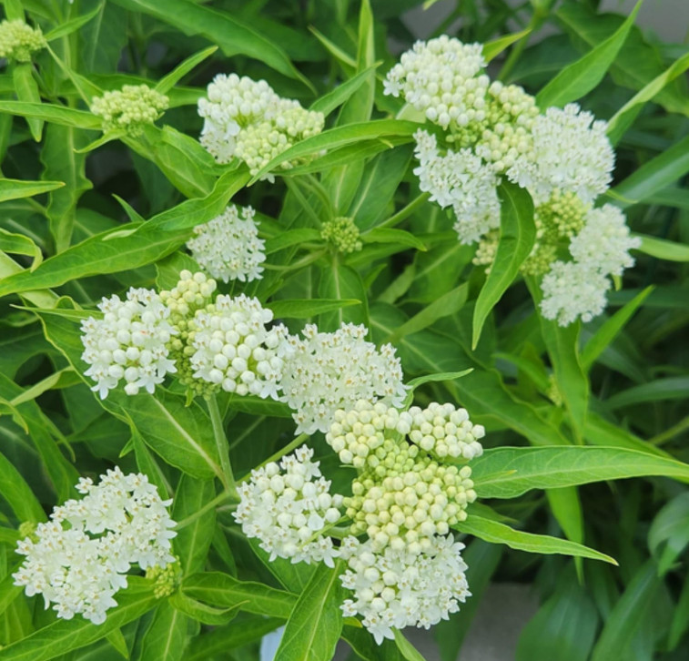 Set 2 White Milkweed Starter Plants – 4-8″ Tall – Monarch Butterfly Attracting