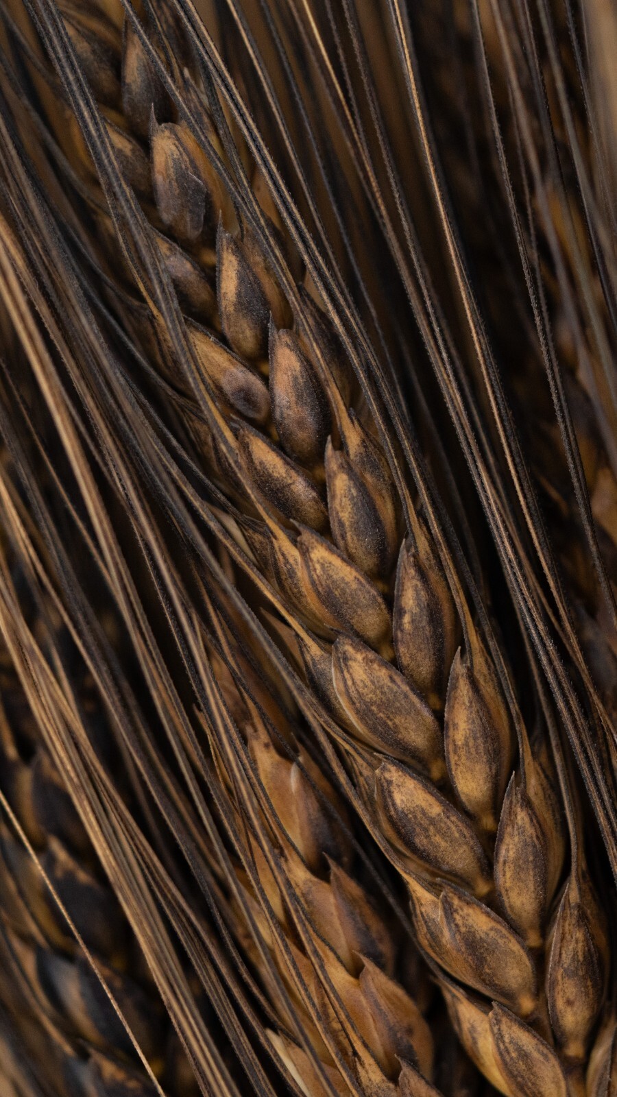 Black Eagle Spring Wheat Seeds: Edible Ornamental Grain Flower Bouquets Heirloom