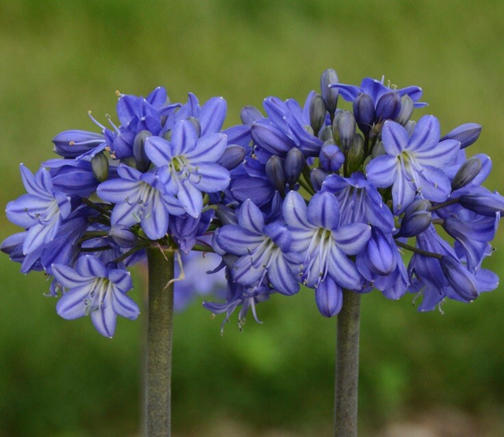 (30+) Hardy Agapanthus/Lily of the Nile Seeds-RARE & EXOTIC! Free USPS Shipping