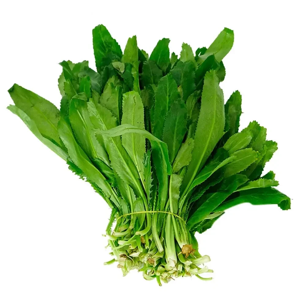 200+ Fresh Cilantro | Coriander | Culantro | Ngò Gai Seeds NON-GMO, USA Seller