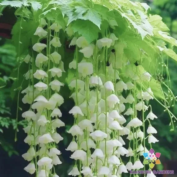 25+ White Weeping Begonia Seeds for Garden Planting – USA – FREE SHIPPING!